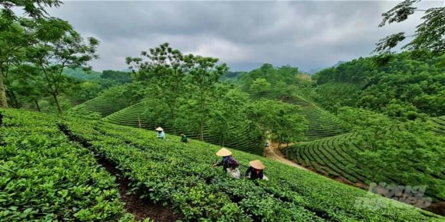 Đồi chè Hàm Yên - Du lịch Đà Nẵng
