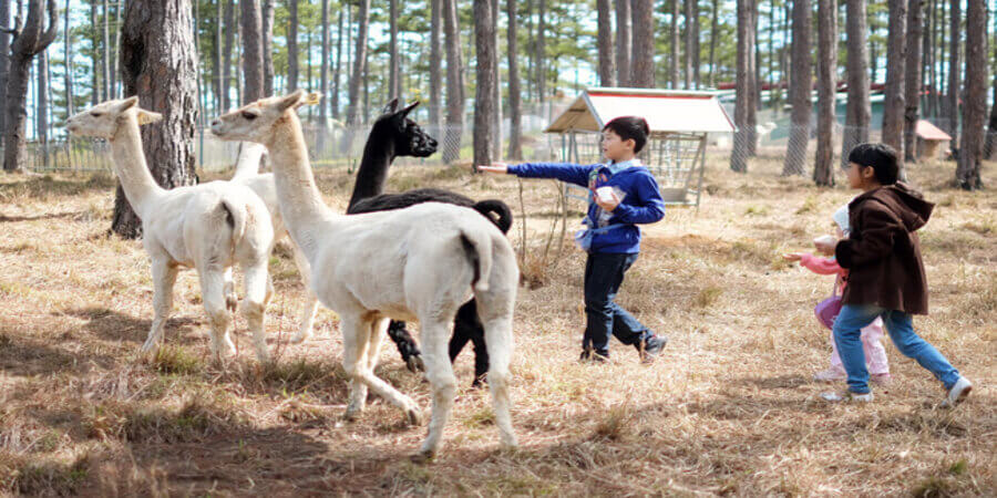 Vườn thú Zoodoo Đà Lạt