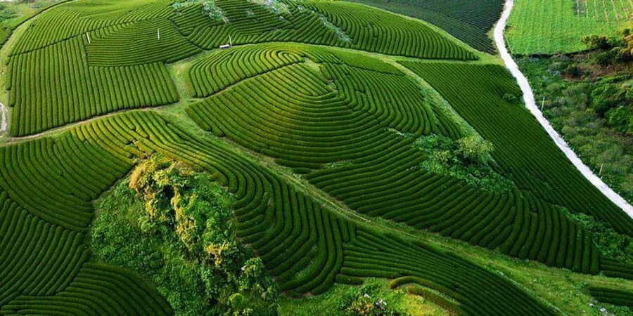 Đồi chè Mộc Châu