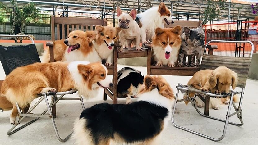Nông trại cún Puppy Farm Đà Lạt