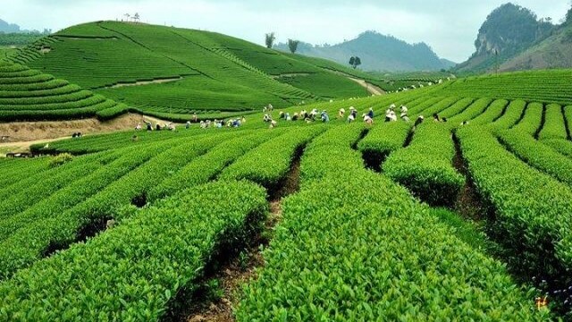 Đồi chè Cầu đất - địa điểm du lịch Tây Nguyên