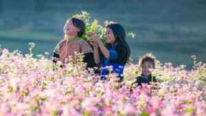 Hoa tam giác mạch Khám phá Hà Giang