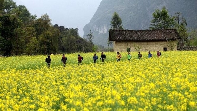 Mùa hoa cải vàng Khám phá Hà Giang