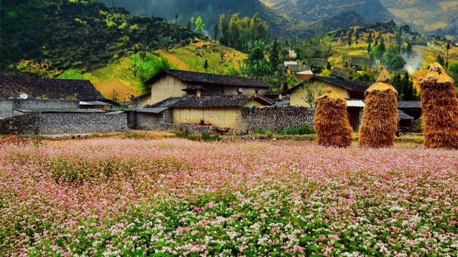 Mùa hoa tam giác mạch Khám phá Hà Giang