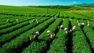 Đồi chè Tân Cương du lịch Thái Nguyên