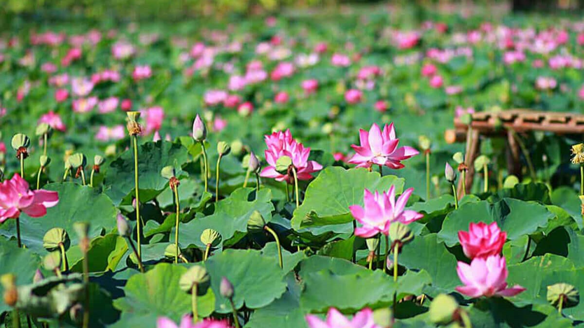 Du lịch Đồng Tháp