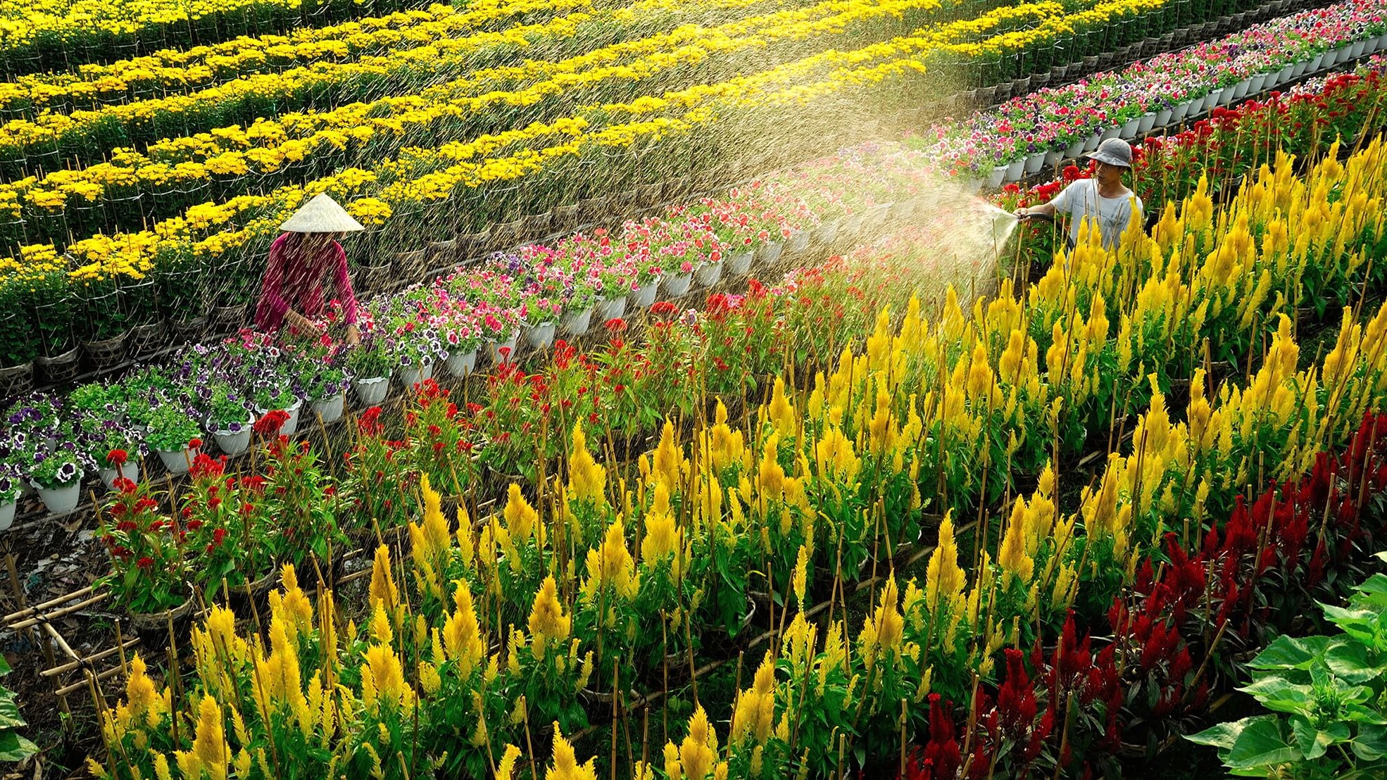 Làng hoa Sa Đéc Du lịch Đồng Tháp