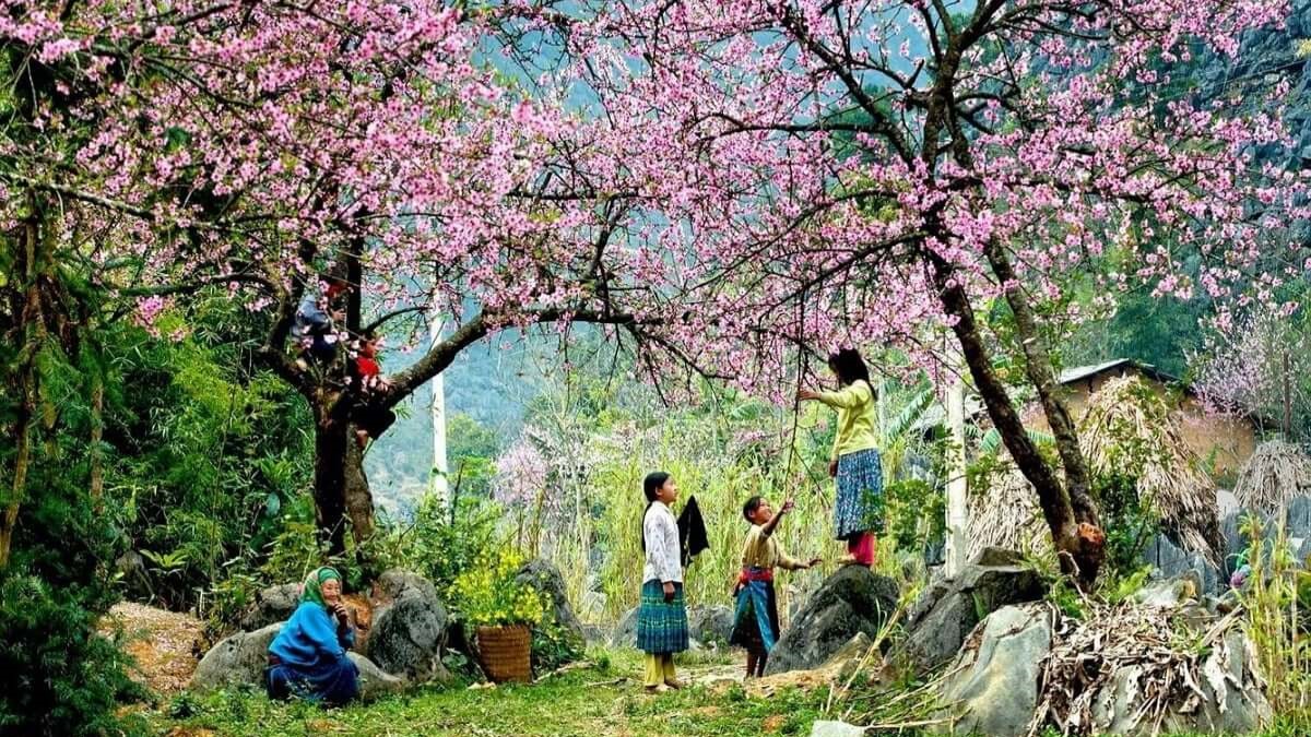 Vườn anh đào Mường Phăng Du lịch Điện Biên