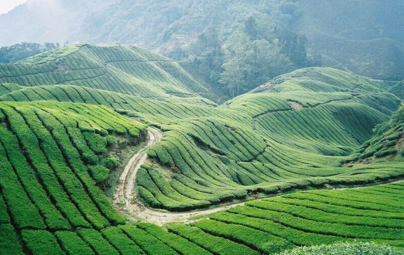 Cao nguyên Cameron Du lịch Malaysia